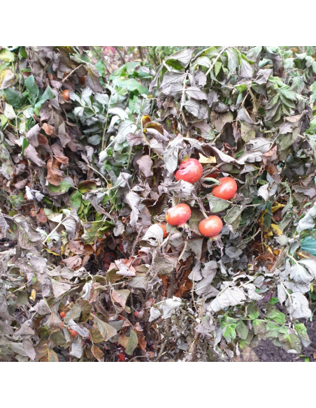 Rosier rugueux blanc - Rosa Rugosa Alba