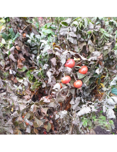 Rosier rugueux rose - Rosa Rugosa Rosea 2