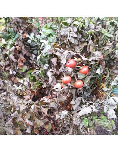Rosier rugueux rose - Rosa Rugosa Rosea