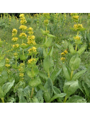 Grande gentiane jaune - Gentiana Lutea
