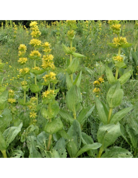Grande gentiane jaune