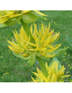 Grande gentiane jaune - Gentiana Lutea