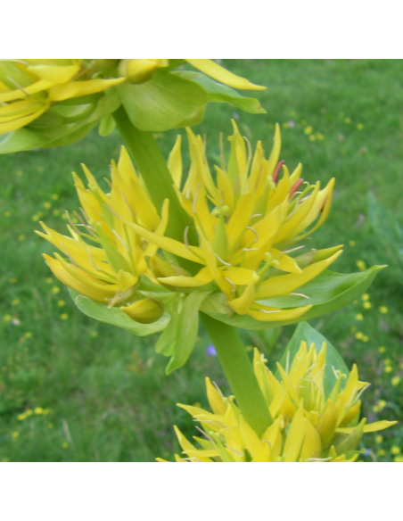 Grande gentiane jaune - Gentiana Lutea