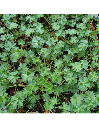 Géranium vivace Subcaulescens