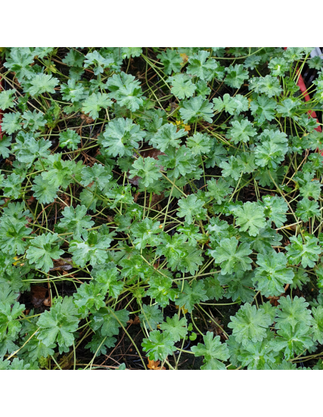 Géranium vivace Subcaulescens