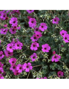 Géranium vivace Subcaulescens 2