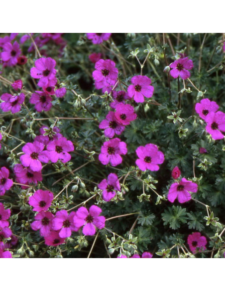 Géranium vivace Subcaulescens