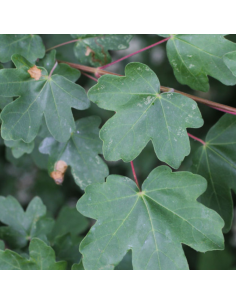 Erable champêtre - Acer Campestre 2