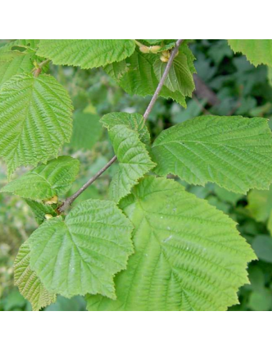 Noisetier commun - Corylus Avellana