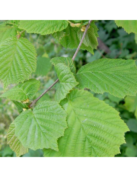 Noisetier commun - Corylus Avellana