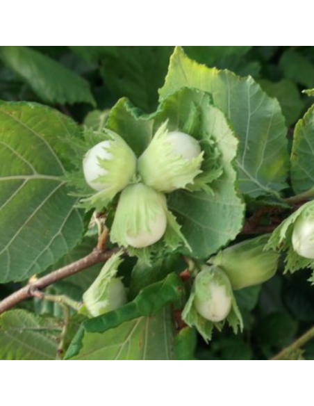 Noisetier commun - Corylus Avellana