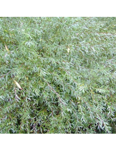 Osier rouge nain - Salix Purpurea Nana 2