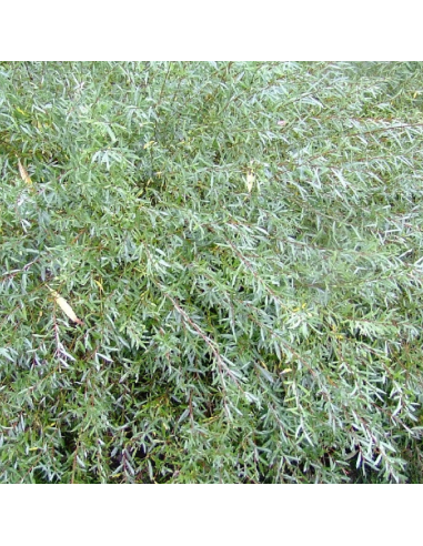 Osier rouge nain - Salix Purpurea Nana