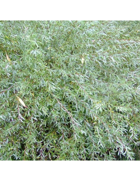 Osier rouge nain - Salix Purpurea Nana