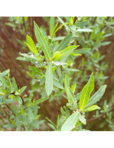 Osier rouge nain - Salix Purpurea Nana