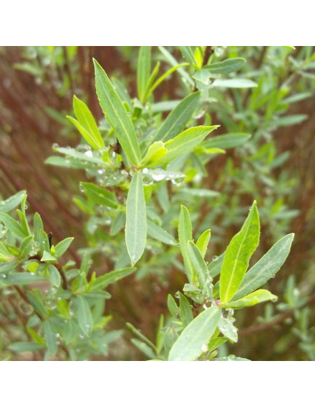 Osier rouge nain - Salix Purpurea Nana