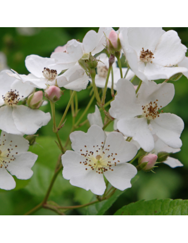 Rosier botanique Multiflora