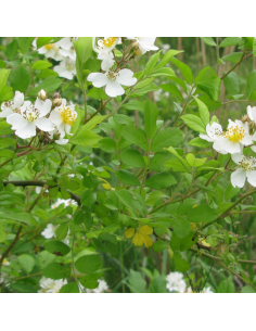 Rosier botanique - Rosa Multiflora 2
