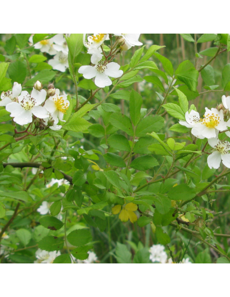 Rosier botanique - Rosa Multiflora