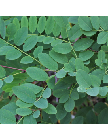 Robinier faux accacia - Robinia Pseudoacacia