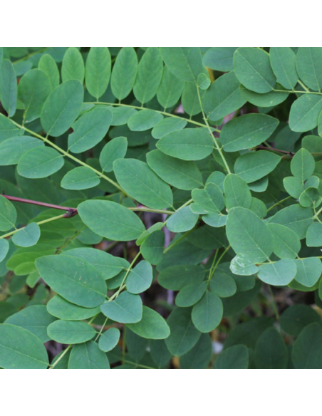 Robinier faux accacia - Robinia Pseudoacacia