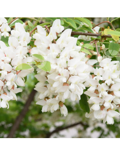 Robinier faux accacia - Robinia Pseudoacacia 2