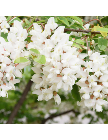 Robinier faux accacia - Robinia Pseudoacacia