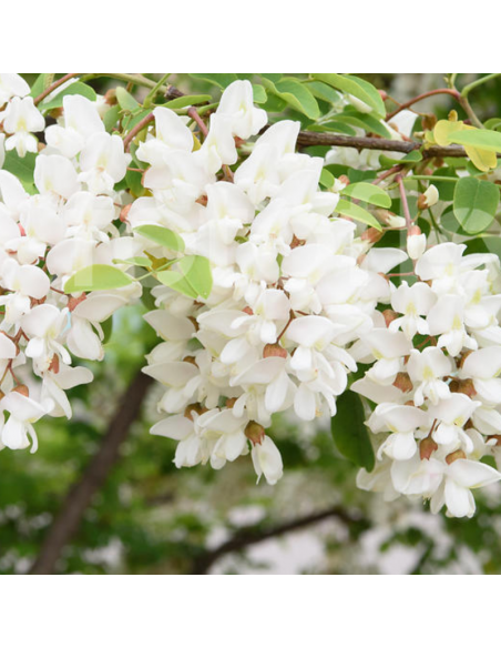 Robinier faux accacia - Robinia Pseudoacacia