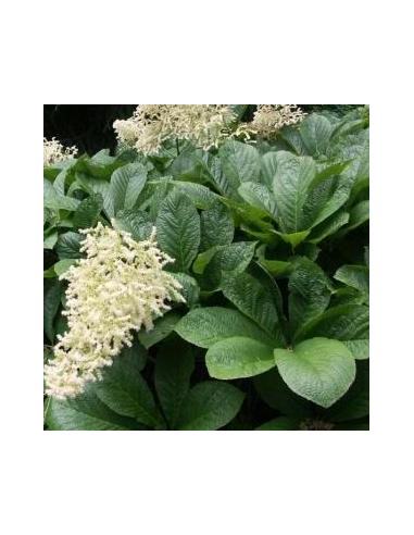 Rodgersia pinnata