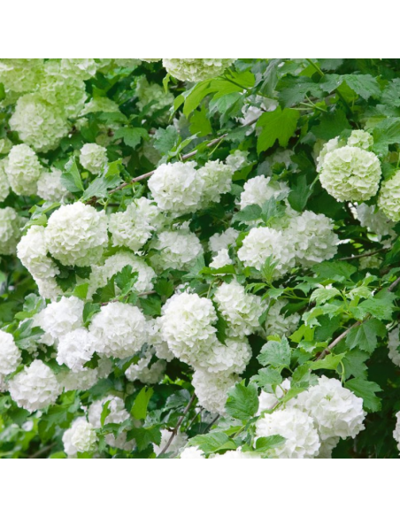 Viorne obier - Viburnum Opulus