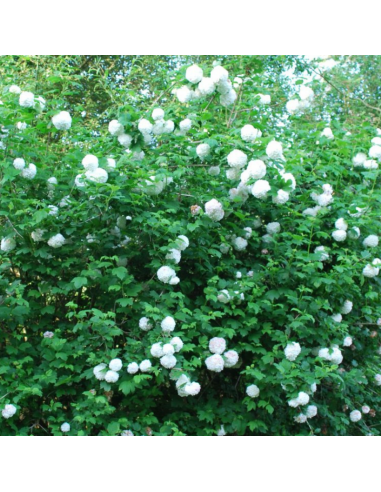 Viorne obier - Viburnum Opulus