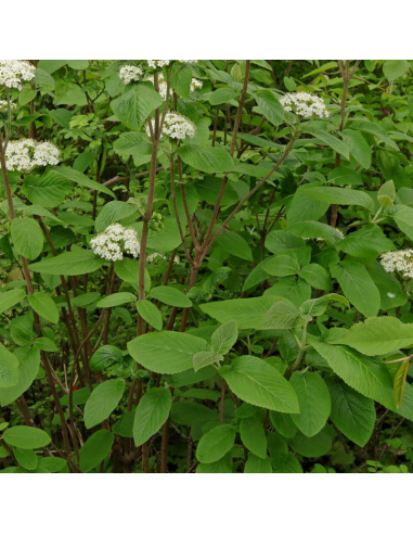 Viorne lantane - Viburnum Lantana