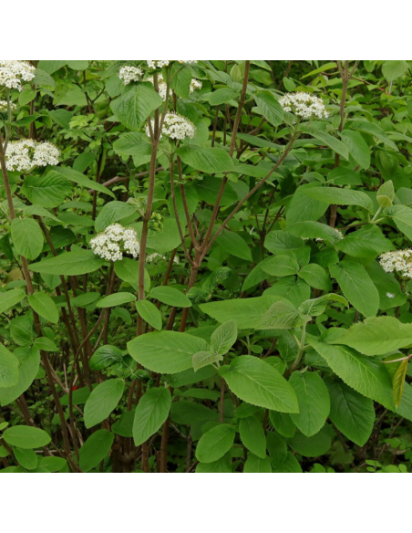 Viorne lantane - Viburnum Lantana