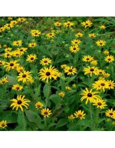 Rudbeckia fulgida "Goldstrum"
