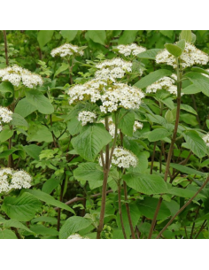 Viorne lantane - Viburnum Lantana