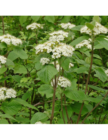 Viorne lantane - Viburnum Lantana