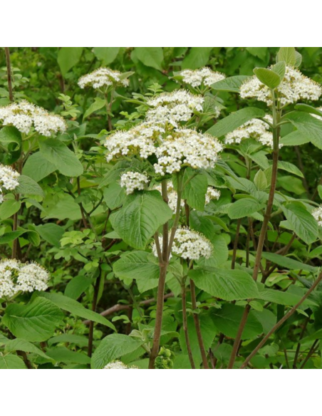 Viorne lantane - Viburnum Lantana