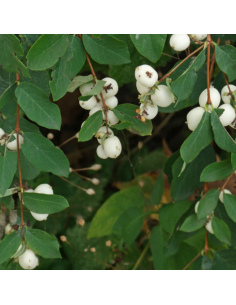 Symphorine - Symphoricarpos Albus