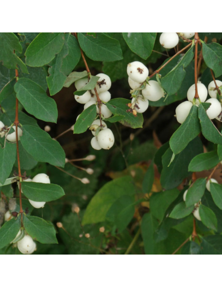 Symphorine - Symphoricarpos Albus