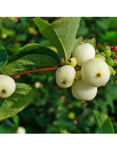 Symphorine - Symphoricarpos Albus 2