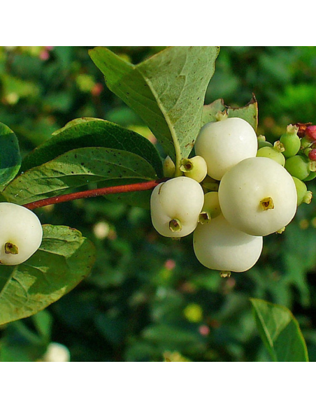 Symphorine - Symphoricarpos Albus