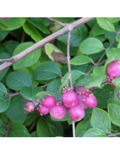 Symphorine de Chenault Hancock