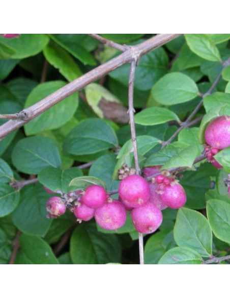 Symphorine de Chenault Hancock
