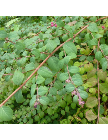 Symphorine de Chenault Hancock