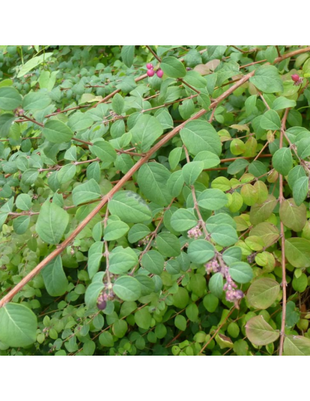 Symphorine de Chenault Hancock