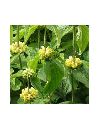 Sauge de Jérusalem "de Russel"