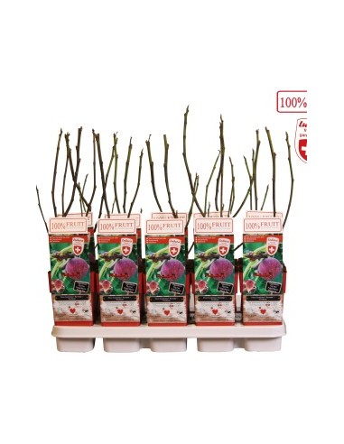 Figuier Gustissimo Perretta - bio