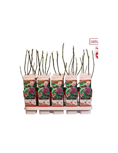 Figuier Gustissimo Perretta - bio