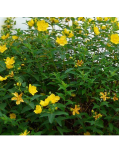 Millepertuis arbustif - Hypericum Hidcote 2
