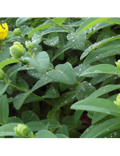 Millepertuis arbustif - Hypericum Hidcote 2